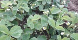 I will sell strawberries certified in the 2019 season,