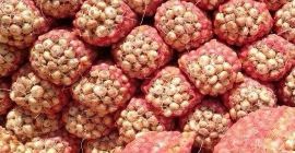 Qualità delle patate Cipolla Uzbekistan Marchio Origine Kale Siamo