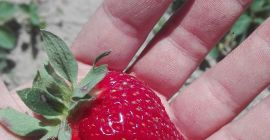 Ще продам пресни ягоди, отгледани по екологичен начин -