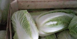 Имаме най-висококачествено прясно бяло зеле, налично на склад. Най-добрите