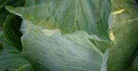 Дамы и господа, желаю Дамы и господа, желаю вам хорошего дня! Мы являемся