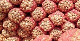 We offer a wide range and fresh red onion