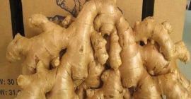 Prețul cu ridicata de ghimbir premium proaspete ecologice Suntem