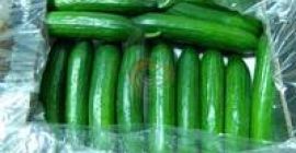 Specifications of fresh cucumber From Cyprus STAGE 1 SGS