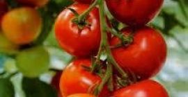 We are the leading producers of all kinds of