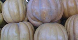 Gentile acquirente, siamo uno dei principali esportatori di zucca