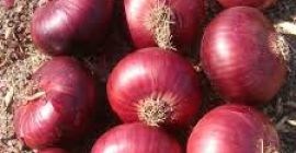 We are the leading producers of all kinds of