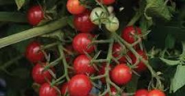 Мы являемся ведущими производителями всех видов свежих овощей в