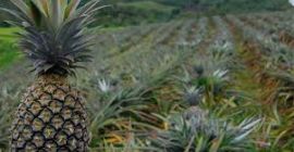 Ananas proaspăt 1. Mediu: 1 până la 1,4 kg
