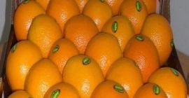 Fresh Fresh Orange на продажу Размеры: 44/48/56/64/72/80/88/100/113/125 Прокладка: стандартные