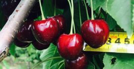 Compania noastra va ofera livrarea celor mai bune cirese