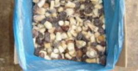 Produs: ciupercă de pădure neagră uscată Specificații Material: 100%