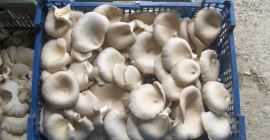 year-round cultivation of oyster mushrooms will establish a permanent