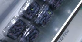 Продаю ягоды Камчатка ягоды ручного сбора, канадские сорта АВРОРА