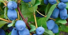 Продам камчатку голубую - сорт Войтуй. Плоды еще на