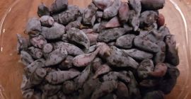 Продам фрукты из камчатских ягод. Разновидности Войтек Аврора. Первая