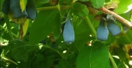 Каня ви да закупите плодовете на Ягода Камчацка от