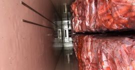 Morcovi de calitate superioară gata de vânzare. Ambalat în