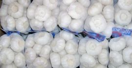 Usturoi alb usturoi de vânzare Nume: Usturoi alb usturoi,