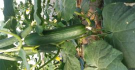 Продават ћу дугачке краставце из властите производње под покрићем