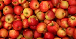 Frischer Apfel erhältlich und von hoher Qualität Befehl aus
