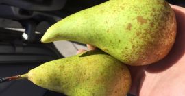 A Belgian producer sells pears sorted conference (packaging tailored