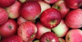 Frischer Apfel zum Verkauf WhatsApp Alle verfügbaren Apfelsorten kontaktieren