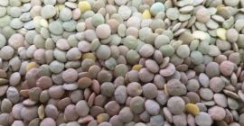 The Polish company offers for sale agricultural products of