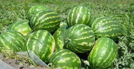 Vendo calibro di anguria: medio, grande. La qualità è