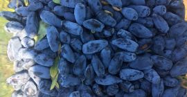 Ще продавам плодове от камчатска разновидност Войтек, зойка