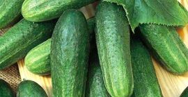 Harvesting of melon 2019 from Uzbekistan We offer fresh