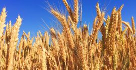 TechnoAgro Strategists Limited fin dalla sua fondazione si è