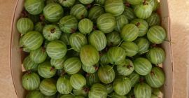 Продавам цариградско грозде 20-25 тона, сорт Мукурин, хубав, дебел