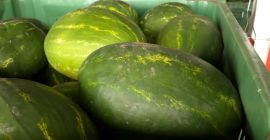 Avem de vanzare un pepene verde foarte suculent din