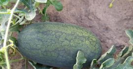Good morning. Our company offers watermelon from Ukraine. We
