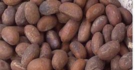 bitter kolca garcinia kola kola bitter nut kolaut Einer