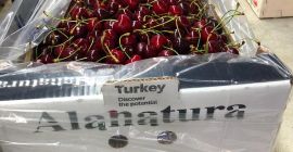 Süßkirsche Alashehir, 30 Tage Garantie. Spezialverpackungen, beliebige Verpackungen