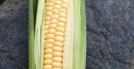 I will sell SWEET NUGEET sweet corn cobs.