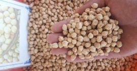 Ја ћу продати сланутак (Иранска жута) из Узбекистана. Осигурање