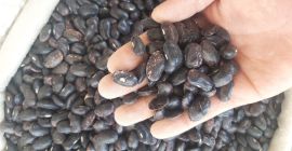 Продажба на боб. Има много сотри. Осигуряване на качеството.