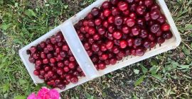 I will sell cherries, a very good early variety.