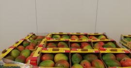 Ich werde Mango Großhandel Mengen verkaufen. Größen von 5