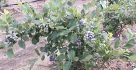 Здравствуйте, у меня есть в продаже черника, сорт блюкроп.