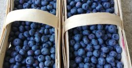 Blueberry not spitted