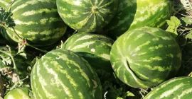 Prodavam Watermelons Wholesale Origin of the goods Turkey Minimum