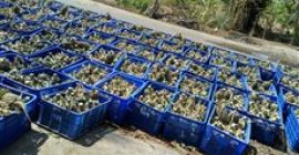 Größe 300 Gramm gelbe süße Qualität garantiert erstklassige Ananas