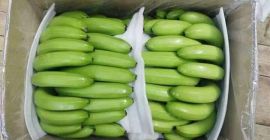 Produkt: Cavendish Banana Pulp To Tip Länge: 18 bis