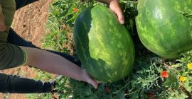 Cantități de pepene verde de camioane. Calibru 4-8, Caliber
