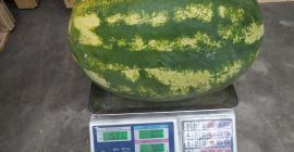 Venderò l&#39;anguria, fresca, bella, succosa, importiamo la Turchia.
