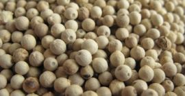 Pepe bianco speziato naturale Questo fornitore supporta anche pagamenti